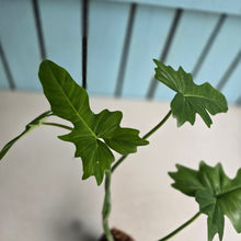 Load image into Gallery viewer, #W48 Philodendron Golden Dragon