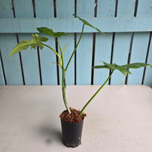Load image into Gallery viewer, #W48 Philodendron Golden Dragon