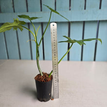 Load image into Gallery viewer, #W48 Philodendron Golden Dragon