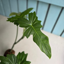 Load image into Gallery viewer, #W48 Philodendron Golden Dragon