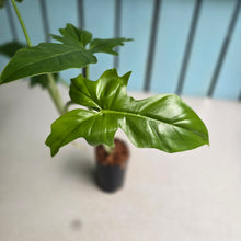 Load image into Gallery viewer, #W48 Philodendron Golden Dragon