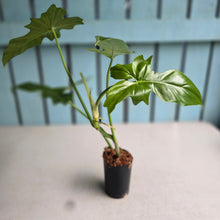 Load image into Gallery viewer, #W48 Philodendron Golden Dragon