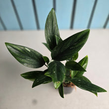 Load image into Gallery viewer, #111 Variegated Monstera Standleyana