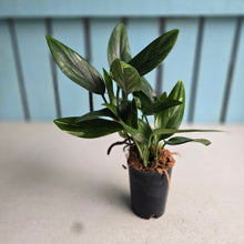 Load image into Gallery viewer, #111 Variegated Monstera Standleyana