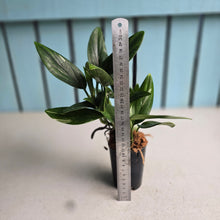 Load image into Gallery viewer, #111 Variegated Monstera Standleyana