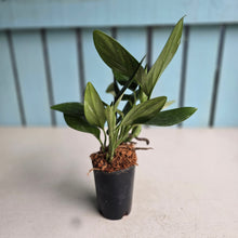 Load image into Gallery viewer, #111 Variegated Monstera Standleyana
