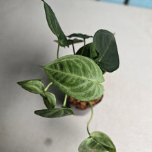 Load image into Gallery viewer, #H346 Syngonium Frosted Heart