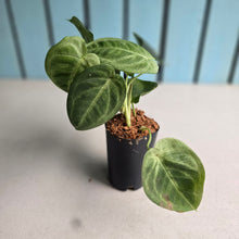 Load image into Gallery viewer, #H346 Syngonium Frosted Heart