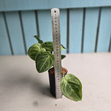 Load image into Gallery viewer, #H346 Syngonium Frosted Heart