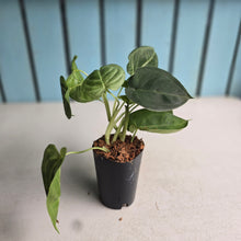 Load image into Gallery viewer, #H346 Syngonium Frosted Heart