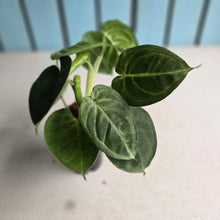 Load image into Gallery viewer, #H346 Syngonium Frosted Heart