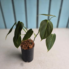Load image into Gallery viewer, #G23 Philodendron Melanochrysum x Sharoniae