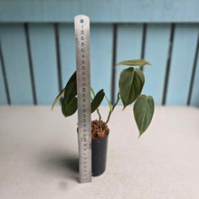 Load image into Gallery viewer, #G23 Philodendron Melanochrysum x Sharoniae