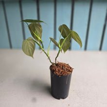 Load image into Gallery viewer, #G23 Philodendron Melanochrysum x Sharoniae