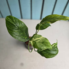 Load image into Gallery viewer, #H47 Variegated Monstera Lechleriana