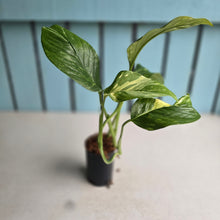 Load image into Gallery viewer, #H47 Variegated Monstera Lechleriana