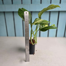 Load image into Gallery viewer, #H47 Variegated Monstera Lechleriana