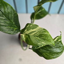 Load image into Gallery viewer, #H47 Variegated Monstera Lechleriana