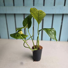 Load image into Gallery viewer, #H47 Variegated Monstera Lechleriana