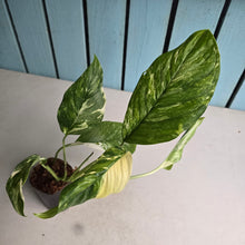 Load image into Gallery viewer, #N23 Variegated Monstera Lechleriana