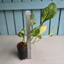 Load image into Gallery viewer, #N23 Variegated Monstera Lechleriana