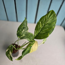 Load image into Gallery viewer, #N23 Variegated Monstera Lechleriana