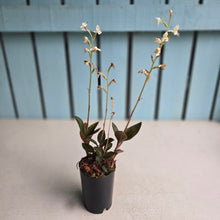 Load image into Gallery viewer, #B103 Black Jewel Orchid