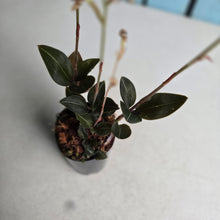 Load image into Gallery viewer, #B103 Black Jewel Orchid