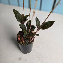 Load image into Gallery viewer, #B103 Black Jewel Orchid