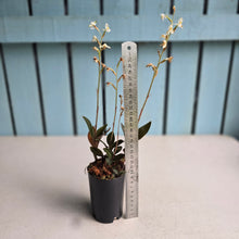 Load image into Gallery viewer, #B103 Black Jewel Orchid