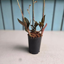 Load image into Gallery viewer, #B103 Black Jewel Orchid