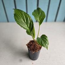 Load image into Gallery viewer, #H165 Tacca Chantrieri - Black Bat Plant