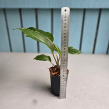 Load image into Gallery viewer, #H165 Tacca Chantrieri - Black Bat Plant