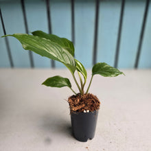 Load image into Gallery viewer, #H165 Tacca Chantrieri - Black Bat Plant