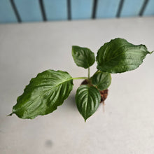 Load image into Gallery viewer, #P93 Tacca Chantrieri - Black Bat Plant