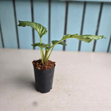 Load image into Gallery viewer, #P93 Tacca Chantrieri - Black Bat Plant
