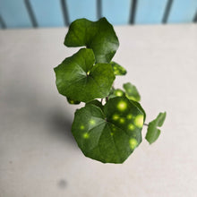 Load image into Gallery viewer, #W61 Farfugium Japonicum 'Gold Spotted Leopard Plant'