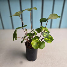 Load image into Gallery viewer, #W61 Farfugium Japonicum 'Gold Spotted Leopard Plant'