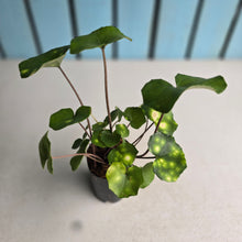 Load image into Gallery viewer, #W61 Farfugium Japonicum 'Gold Spotted Leopard Plant'