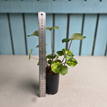 Load image into Gallery viewer, #W61 Farfugium Japonicum 'Gold Spotted Leopard Plant'