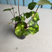 Load image into Gallery viewer, #W61 Farfugium Japonicum 'Gold Spotted Leopard Plant'