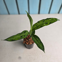 Load image into Gallery viewer, #W1 Aglaonema Pictum Tricolor 'Narrow Leaf'