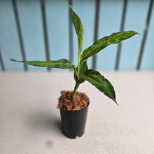 Load image into Gallery viewer, #W1 Aglaonema Pictum Tricolor 'Narrow Leaf'