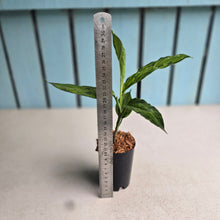 Load image into Gallery viewer, #W1 Aglaonema Pictum Tricolor 'Narrow Leaf'