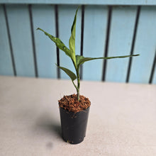 Load image into Gallery viewer, #W1 Aglaonema Pictum Tricolor 'Narrow Leaf'