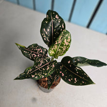 Load image into Gallery viewer, #39 Aglaonema Pink Dalmatian