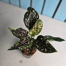Load image into Gallery viewer, #39 Aglaonema Pink Dalmatian