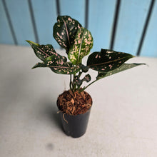 Load image into Gallery viewer, #39 Aglaonema Pink Dalmatian