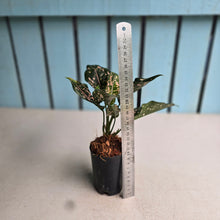 Load image into Gallery viewer, #39 Aglaonema Pink Dalmatian