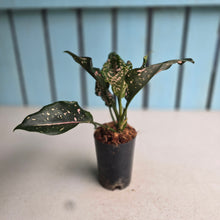 Load image into Gallery viewer, #39 Aglaonema Pink Dalmatian